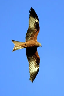 Images Dated 2nd April 2005: Red Kite - In flight, soaring over nest territory in april. Lower Saxony, Germany