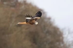 Red Kite in flight with trees in background