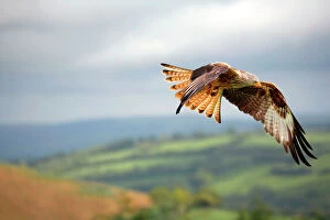 Raptors Collection: Red Kite - in flight - Wales - UK