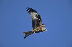 Images Dated 25th June 2007: Red Kite - In flight - Wales - UK - Protected in the UK and increasing its range - Mainly found in