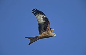 Images Dated 25th June 2007: Red Kite - In flight - Wales - UK - Protected in the UK and increasing its range - Mainly found in