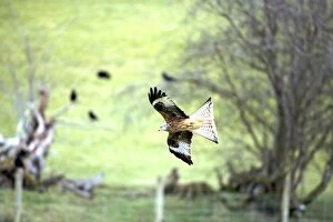 Raptors Collection: Red Kite - In flight - Wales - UK - Protected in the UK and increasing its range - Mainly found in
