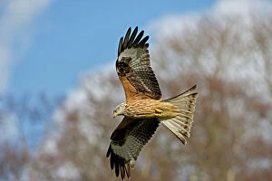 UK Wildlife Collection: Red Kite - In flight - Wales - UK - Protected in the UK and increasing its range - Mainly found in
