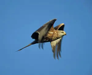Red Kite - In flight - Wales - UK - Protected in the UK and increasing its range - Mainly found in Wales - Found in western Europe and extreme northern Africa - Lives in open wooded land