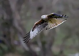 Wales Prints: Red Kite - In flight - Wales - UK - Protected in the UK
