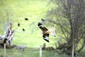 Wales Prints: Red Kite - In flight - Wales - UK - Protected in the UK