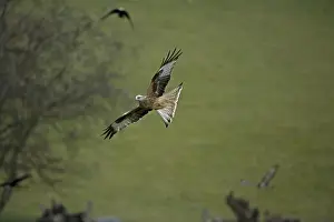 Red Kite - In flight - Wales - UK - Protected in the UK and increasing its range - Mainly found in Wales - Found in western Europe and extreme northern Africa - Lives in open wooded land