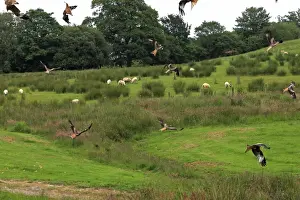 Red Kite - flock in flight over farmland