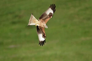 Underside Collection: Red Kite-In flight Lower Saxony, Germany