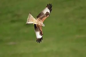Kite Prints: Red Kite-In flight Lower Saxony, Germany