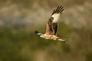 Red Kite-In flight Lower Saxony, Germany