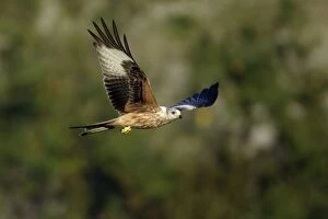 Images Dated 8th September 2005: Red Kite-In flight Lower Saxony, Germany