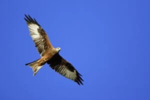 Images Dated 19th September 2005: Red Kite-In flight Lower Saxony, Germany