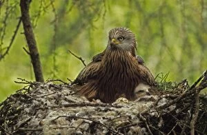 Images Dated 25th June 2007: Red Kite - At nest with young. Wales - UK - Protected in the UK