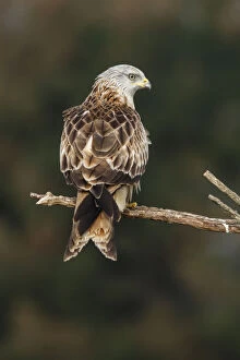 Bird Of Prey Gallery: Red Kite - perched on a branch - Castile and Leon, Spain