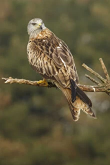 Accipitridae Gallery: Red Kite - perched on a branch - Catile and Leon, Spain