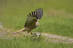 Red Kite - picking up food put down for them Gigrin Farm, Wales BI003125
