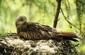 Images Dated 2nd July 2004: Red Kite Protected species, UK