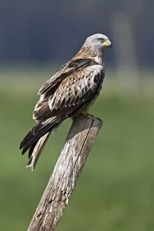 Images Dated 18th April 2011: Red Kite - resting on fence post