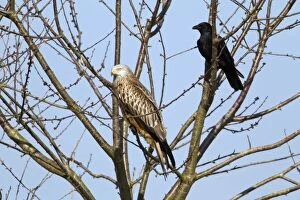 Crow Gallery: Red Kite - resting in tree with Carrion Crow (Corvus)