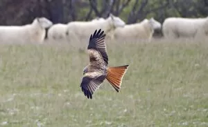 Images Dated 20th January 2011: Red Kite - searching for food amongst sheep flock - Oxfordshire Downs - December