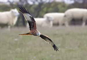 Images Dated 20th January 2011: Red Kite - searching for food amongst sheep flock - Oxfordshire Downs - December