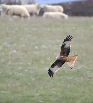 Images Dated 30th November 2010: Red Kite - searching for food amongst sheep flock - Oxfordshire Downs - December