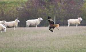 Images Dated 20th January 2011: Red Kite - searching for food amongst sheep flock - Oxfordshire Downs - December