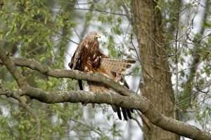 Red Kite - stretching wing and tail feathers