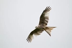 Red Kite - part white form - in flight - two recorded