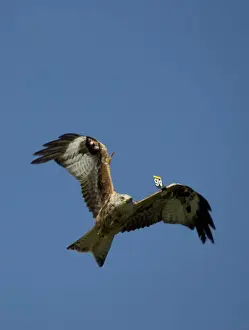 Red Kite with wing tags in flight, UK - at RSPB supported feeding site Gigrin Farm, Rhayader Powys, Mid-Wales