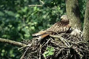 Red Kite WOM 109 Milvus milvus - At nest &copy; W. Moller ARDEA LONDON