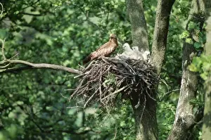 Kite Prints: Red Kite WOM 110 Milvus milvus - At nest with chicks © W. Moller ARDEA LONDON