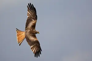 Red Kites - in flight