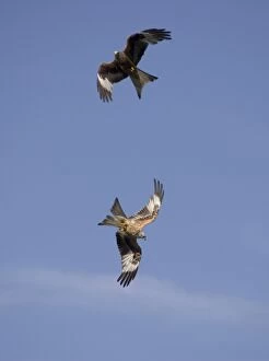 Images Dated 22nd June 2005: Red Kites in flight at RSPB site - UK - this feeding site at Gigrin Farm, Rhayader, Powys
