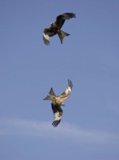 Images Dated 22nd June 2005: Red Kites in flight at RSPB site - UK - this feeding site at Gigrin Farm, Rhayader, Powys