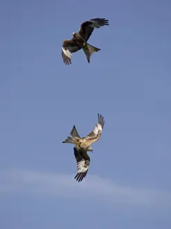 Kite Prints: Red Kites in flight at RSPB site - UK - this feeding site at Gigrin Farm