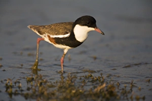 Images Dated 15th September 2007: Red-kneed Dotterel - Foraging at a shallow pool at Mt Barnett sewage ponds, Gibb River Road