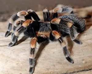 Tarantulas Prints: Red-kneed Tarantula - Mexico