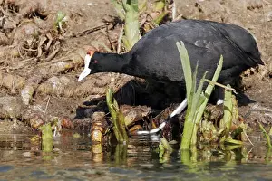 Red-knobbed Coot. El Rocio - Coto Donana National Park - Spain
