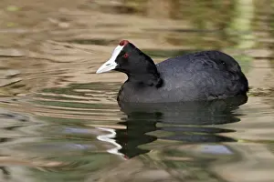 Red-knobbed Coot. El Rocio - Coto Donana National Park - Spain