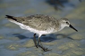 Images Dated 6th June 2006: Red Knot