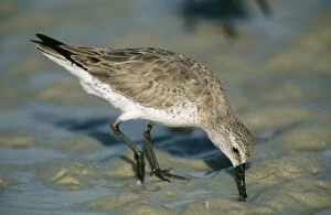 Red Knot - drinking