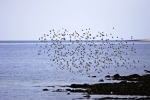 Images Dated 2nd June 2007: Red Knot - flock in flight on migration. Varanger - Norway