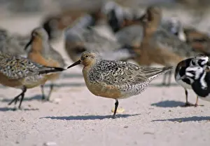 Knot Prints: Red Knot Reeds Beach, New Jersey, USA