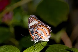 Nymphalidae Prints: Red Lacewing Butterfly. Inhabits rain forests