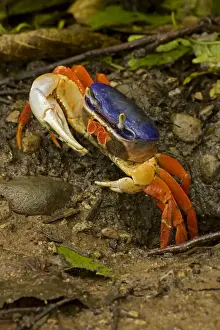 Red Land / Whitespot / Halloween / Moon / Mouthless / Harlequin Land Crab - Costa Rica