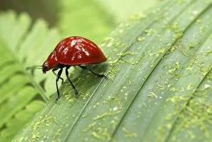 Images Dated 21st March 2006: Red Leaf Beetle Braulio Carillo N. P. Costa Rica