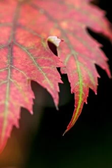 Images Dated 19th September 2015: Red Leaf close up