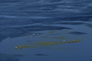 Images Dated 9th March 2004: Red Lechwe - Aerial view Okavango delta, Botswana